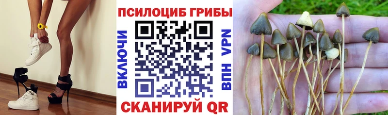 Псилоцибиновые грибы мицелий  blacksprut маркетплейс  Ладушкин 